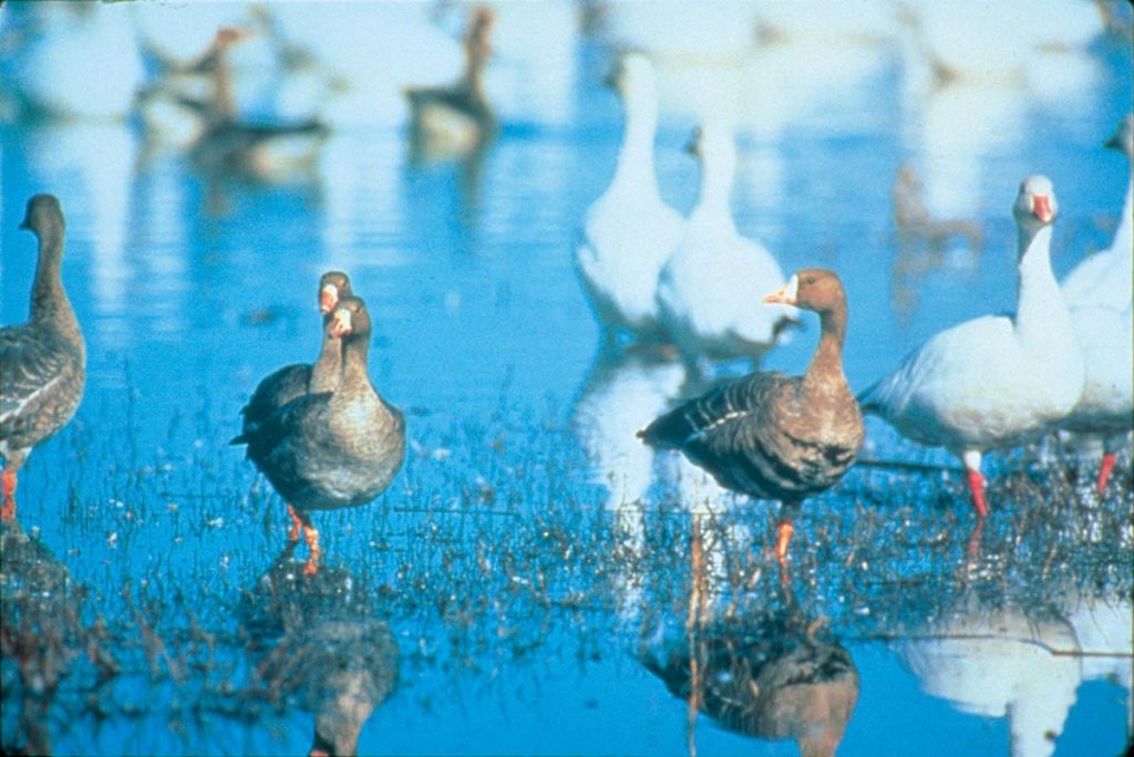 太平洋候鳥的棲息地－加州稻田