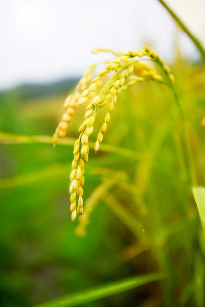 來自美國的大自然贈禮