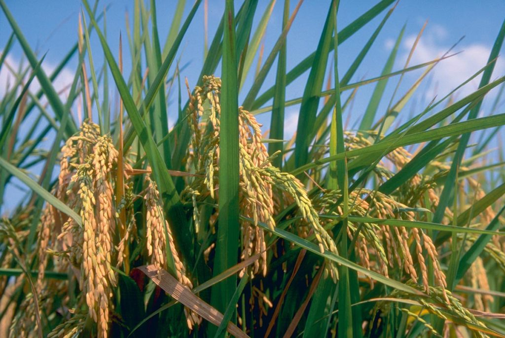 豐富飽滿的稻穗