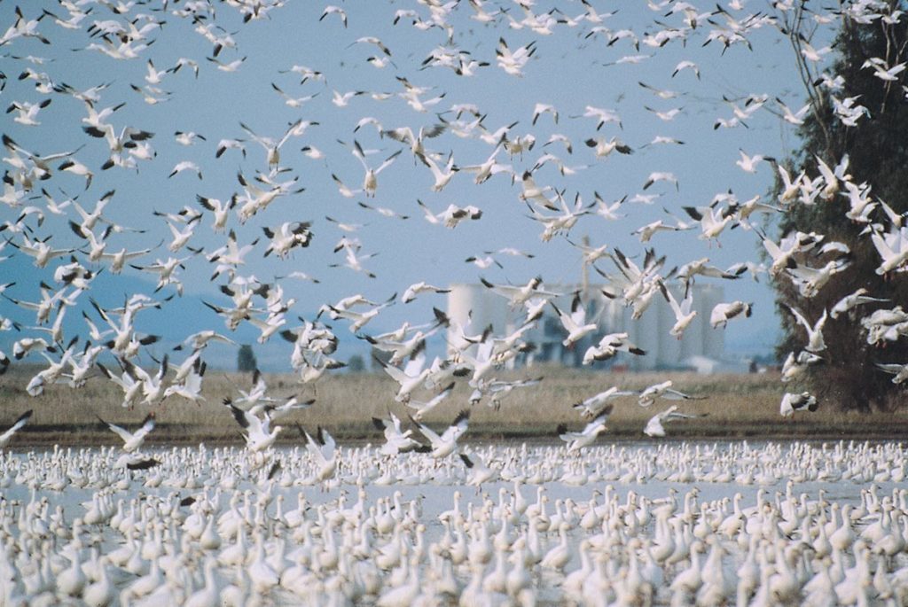 太平洋候鳥在加州稻田中自在飛翔