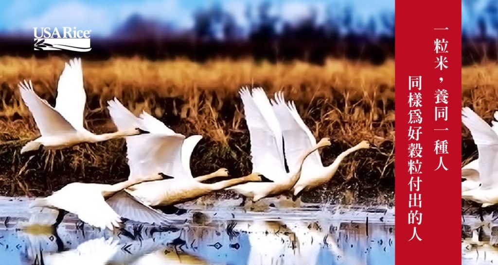 美國米《養雁人家》相片